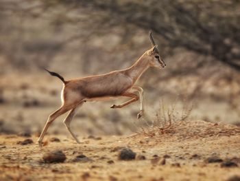 View of giraffe running on field