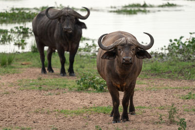 African buffalo, syncerus caffer, murchison falls national park, uganda