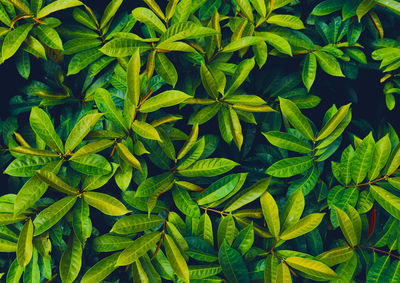 Full frame shot of green leaves