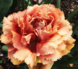 Close-up of pink flowers blooming outdoors