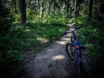 Bicycle on dirt road amidst trees in forest