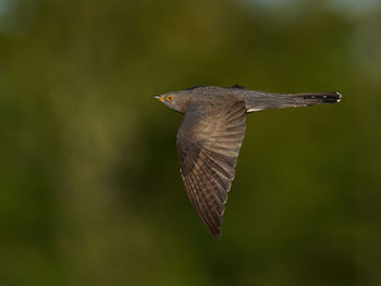 Close-up of bird flying