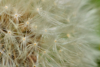 Close-up of dandelion on plant