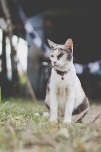 Cat sitting in a field