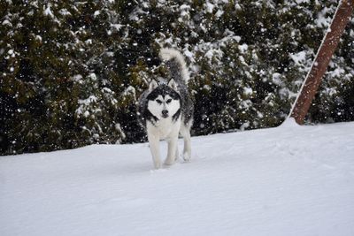 Dog standing in snow