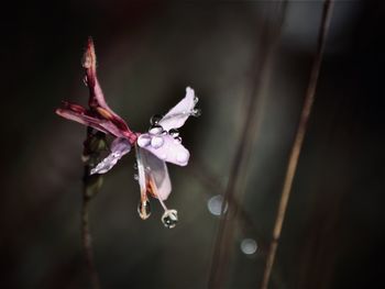 Close-up of wet flower on plant during rainy season