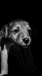 Close-up portrait of a dog