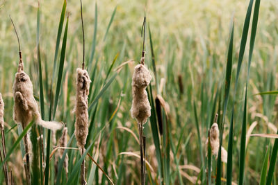 Close-up of crops on field