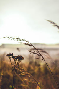 Close-up of stalks in field against sky