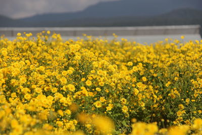 Yellow flowering plants on field