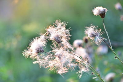 Close-up of dandelion