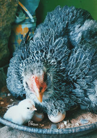 Close-up of a bird