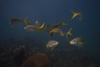 Close-up of fish swimming in water