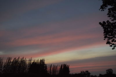 Low angle view of silhouette trees against sky during sunset