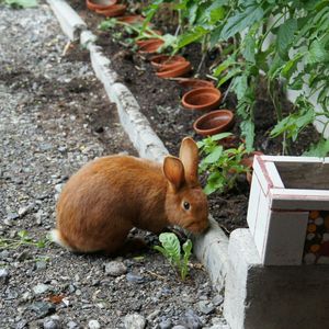 Rabbit by plants