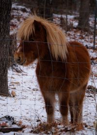 Horse standing on field during winter