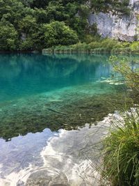 Scenic view of lake in forest