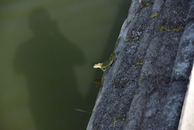 Close-up of bird perching on tree by lake