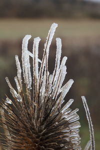 Close-up of plant during winter