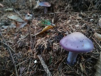 High angle view of mushroom growing on field