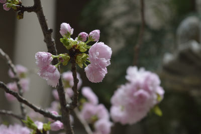 Close-up of pink flowers