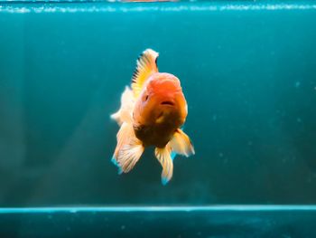 Fish swimming in aquarium