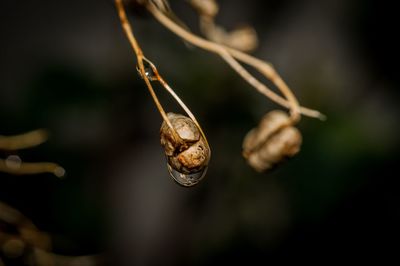 Close-up of water drop on twig