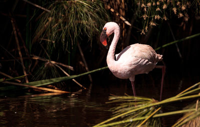 Close-up of swan in lake