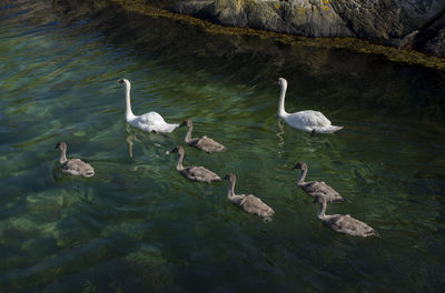 High angle view of swans swimming in lake