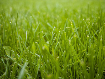 Full frame shot of wheat growing on field