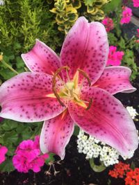 Close-up of pink day lily blooming outdoors