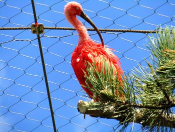 Low angle view of bird perching on red against sky