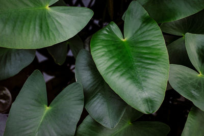 High angle view of leaves