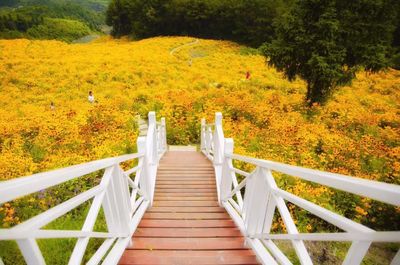 Steps amidst trees in forest during autumn