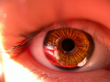 Close-up of human eye