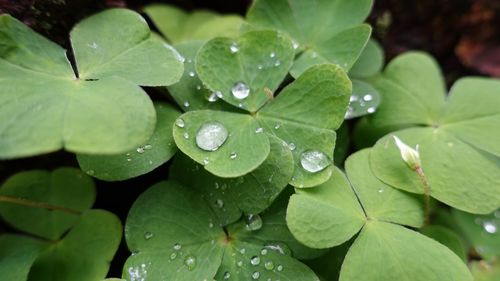 Close-up of raindrops on plants