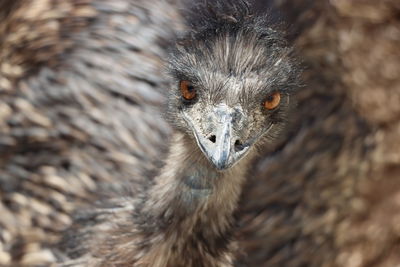 Close-up of emu looking towards camera.