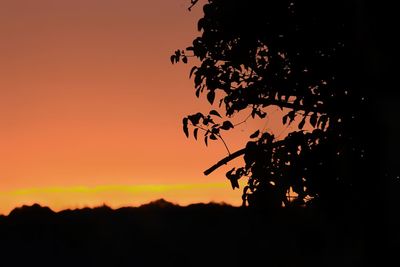 Close-up of silhouette tree against orange sky