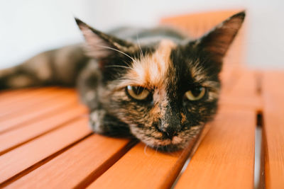 Close-up portrait of cat on wood