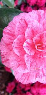 Close-up of pink flower