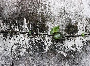 Close-up of ivy growing on plant