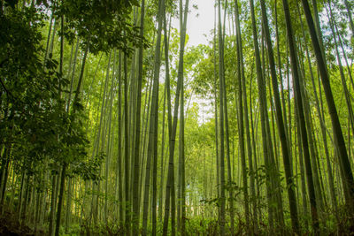 Bamboo plants growing in forest