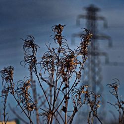 Close-up of plant against sky