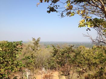 Plants growing on land against clear sky