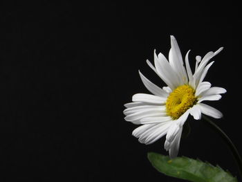 Close-up of white daisy against black background