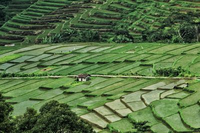 High angle view of agricultural field