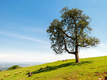 Tree on field against sky