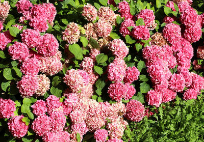 High angle view of pink flowering plants