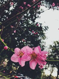 Close-up of pink flowers on branch