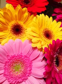 Macro shot of pink flowers